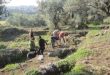 Joint Syrian-Italian archaeological mission works accomplished in Tell al-Samhana, Lattakia