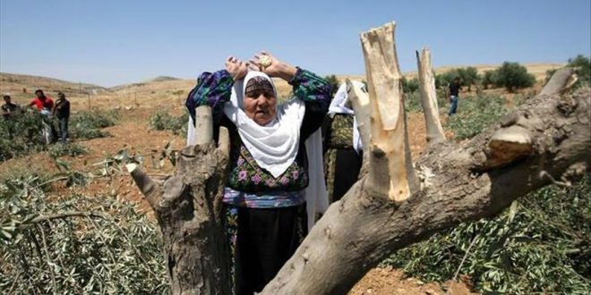 Colonos israelíes destruyen cultivos agrícolas y arrancan árboles de uva y olivo de los palestinos