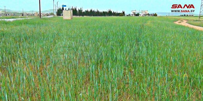 Provincia siria producirá 960 mil toneladas de trigo y cebada
