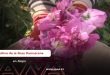 Vídeo: Prospera el cultivo de la rosa damascena en Alepo